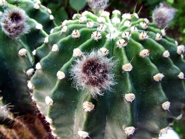 Echinopsis _eyriesii _11